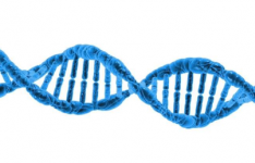 怀孕时间长短会改变孩子的DNA
