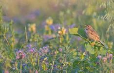发现休耕地促进鸟类生物多样性