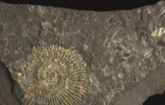 金色化石揭示了特殊保存的起源